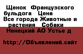 Щенок  Французского бульдога › Цена ­ 35 000 - Все города Животные и растения » Собаки   . Ненецкий АО,Устье д.